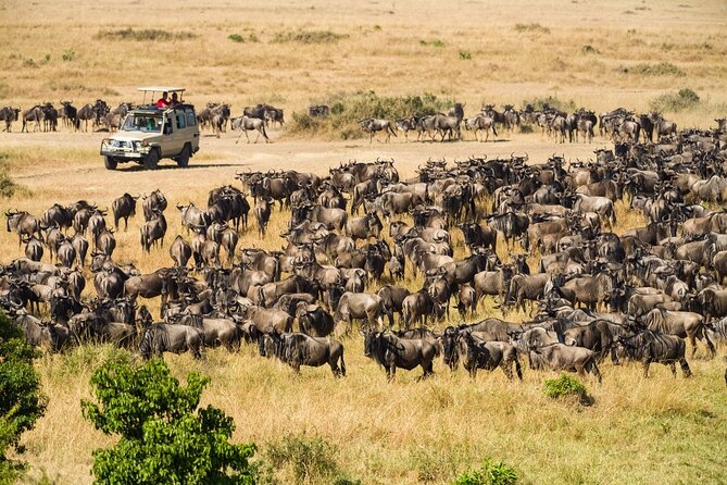 7 Days Cultural and Wildlife Safari - Day 5: Full-Day Serengeti Game Drive, From Plains to Predators