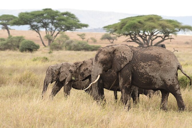 7 Days Elephant Safari Experience in Arusha - Price and value: what $2,995 covers, and what it doesn’t