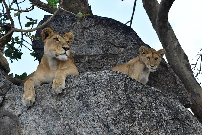 7 Days Elephant Safari Experience in Arusha - Day 1: arrival in Arusha, a real briefing, and an easy first night