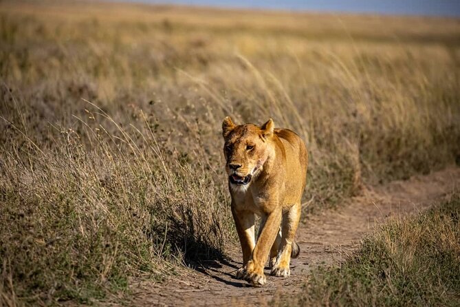 7 Days Elephant Safari Experience in Arusha - Day 5 Ngorongoro Crater: the day built for black rhinos and lions
