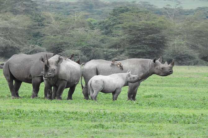 7 Days Elephant Safari Experience in Arusha - Where you sleep: Springlands, coffee-lodge vibes, and safari lodges