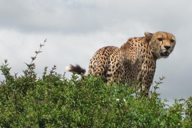 7 - Days Fascinating Tanzania Safari - Key highlights that make this safari click