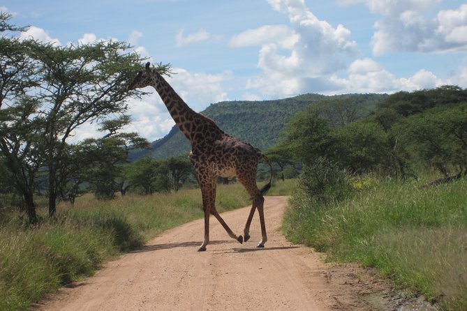 7 - Days Fascinating Tanzania Safari - Moshi, Arusha, and a week built for Northern Tanzania classics