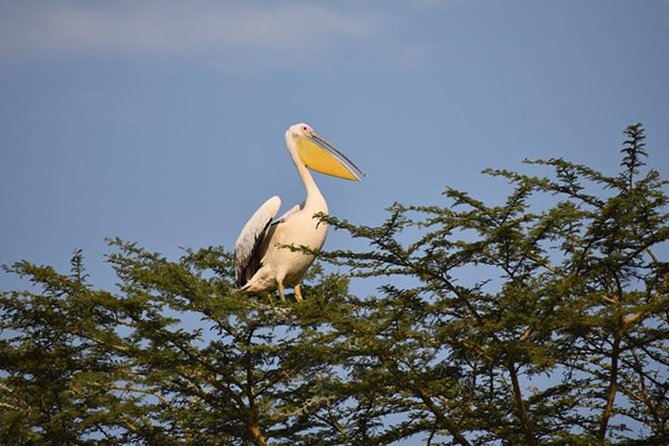 7 Days: Great Migration Mara River Crossing(manyara, Ngorongoro And Serengeti) - Moshi Start, Usa River Overnight, and What the First Day Really Means