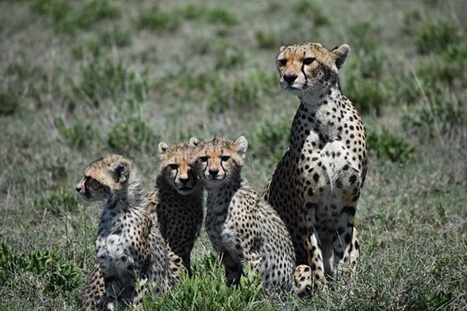 7 Days: Great Migration Mara River Crossing(manyara, Ngorongoro And Serengeti) - Price and Value: What $3,538 Per Person Buys You