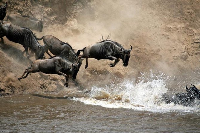 7 Days: Great Migration Mara River Crossing(manyara, Ngorongoro And Serengeti) - Ngorongoro Crater Descent: Black Rhino Possibilities and Big Mammal Density
