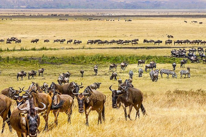 7 days great migration safari - How to get the best sightings: timing, comfort, and the guide hunt