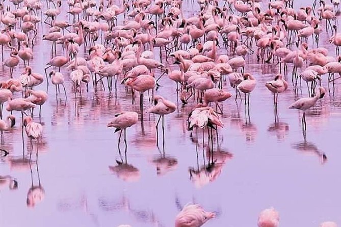 7 days great migration safari - Lake Natron and Ol’doinyo Lengai: pink shores and soda-lake reality