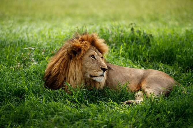 7 Days Great Wildebeest Migration Mara River Crossing - Price and what you actually get for $4,428