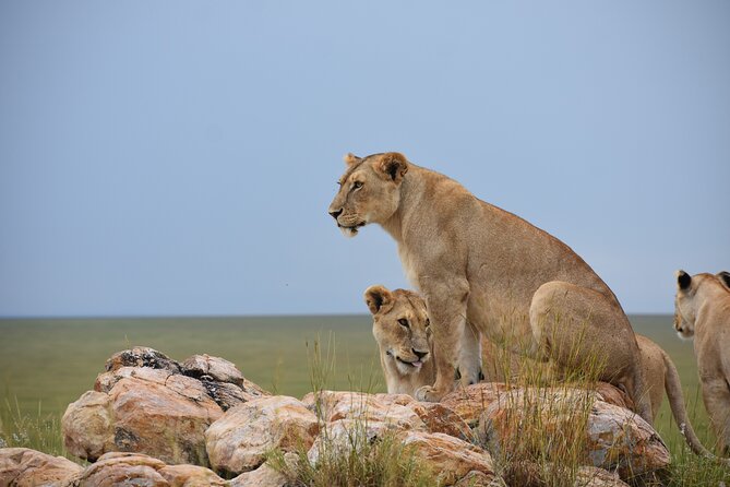 7 Days Highlight of Tanzania Mid-Range Standard - Key highlights you should pay attention to