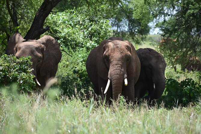 7 Days Highlight of Tanzania Mid-Range Standard - A 7-day safari rhythm: private, packed, and built for sightings