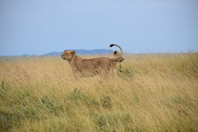 7 Days Highlight of Tanzania Mid-Range Standard - Ngorongoro edge on day 6: Big Five odds before the crater floor day