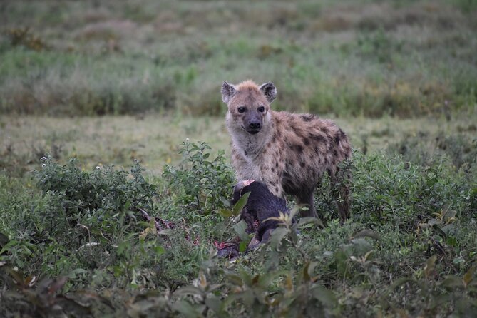 7 Days Highlight of Tanzania Mid-Range Standard - Tarangire National Park on day 1: elephants first, then everything else
