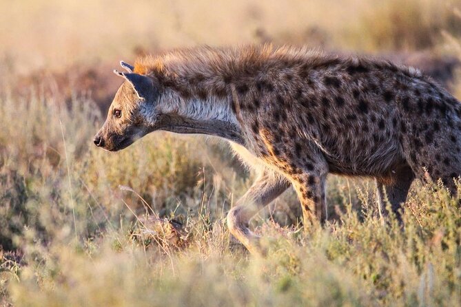 7 Days Journey of the Wildebeest – Luxury Holidays Serengeti - Day 1 at Lake Manyara: tree-climbing lions and a soda-lake world