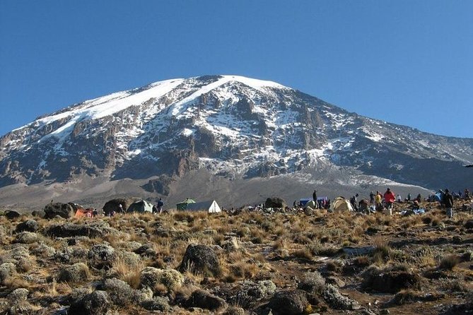 7 Days Kilimanjaro Climb Machame route - Day 2: Shira Plateau day, hot exposed hiking, and high-altitude plants