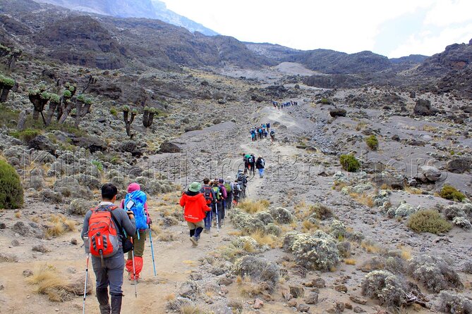 7 Days Kilimanjaro Trekking Machame Route with Professional Guide - Day 7: Summit Night from 1 a.m., Stella Point, and Optional Uhuru Peak