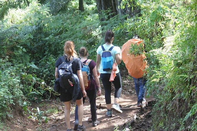 7 Days Lemosho Route Kilimanjaro Climbing | Solely Tours - Day 2 Heather Moorland to Shira 2: Streams, Views, and a Long Day