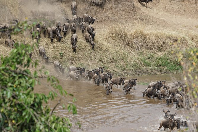 7 Days Migration Crossing in Mara River Northern Serengeti - First Serengeti Taste: Acacias, Rock Outcrops, and Big Cats