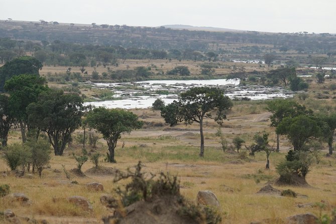 7 Days Migration Crossing in Mara River Northern Serengeti - Migration Scanning in Serengeti: Finding the Signs Up Close