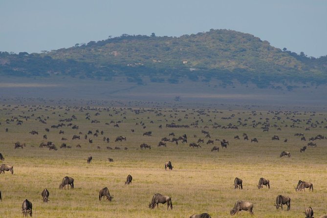 7 Days Migration Crossing in Mara River Northern Serengeti - Northern Serengeti Drives After the River: Keep the Eye on Everything