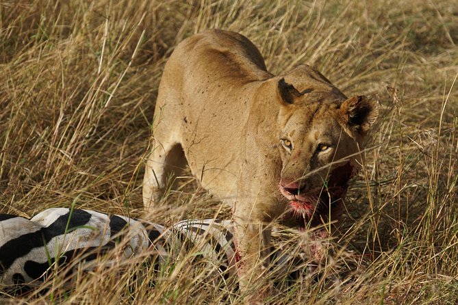 7 Days Migration Crossing in Mara River Northern Serengeti - Ngorongoro Crater Stop: A Self-Contained Ecosystem in a Crater Bowl