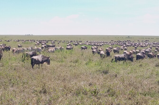 7 days Mt Kilimanjaro,Tarangire NP, Ngorongoro, Serengeti NP, Lake Manyara NP - Days 3 and 4: Serengeti Game Drives With Morning Priority