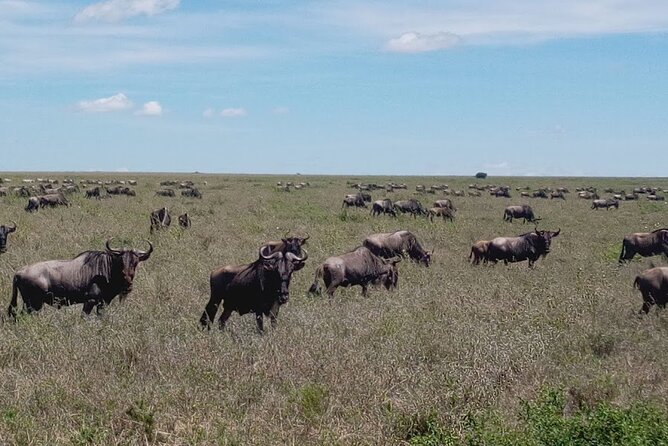 7 days Mt Kilimanjaro,Tarangire NP, Ngorongoro, Serengeti NP, Lake Manyara NP - Day 5: Ngorongoro Crater En Route to a Big Five Day