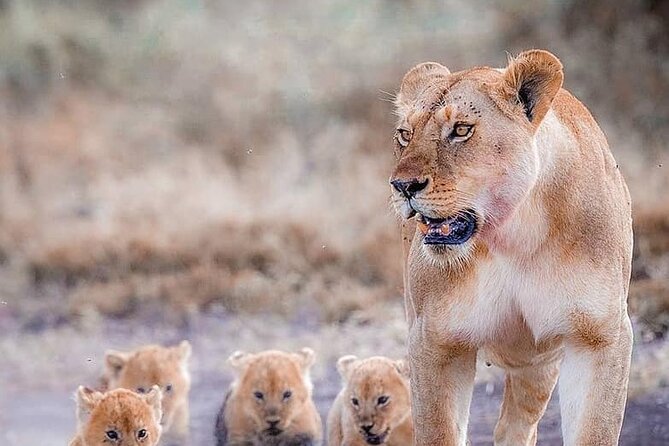 7 Days Private Safari in Tanzania - Key things that make this safari worth your time