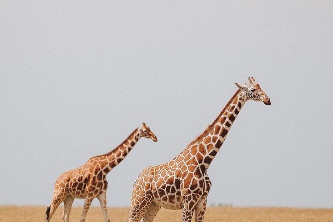 7 Days Private Safari in Tanzania - First stop: Arusha arrival and the 6:00 am rhythm