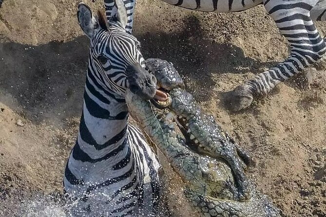 7 Days Private Safari in Tanzania - Price and what your $3,762 buys in practical terms