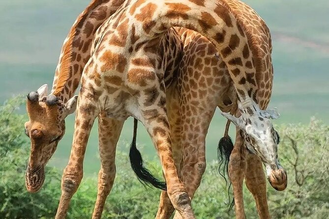 7 Days Private Safari in Tanzania - Logistics on the ground: private does not mean stress-free