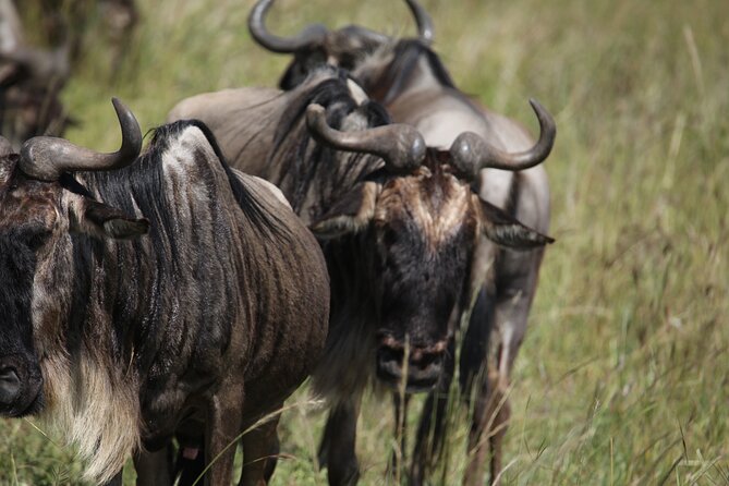 7 Days Private Serengeti Wildebeest Migration Tour - Tarangire National Park: elephants, the Tarangire River, and a bird list you can feel