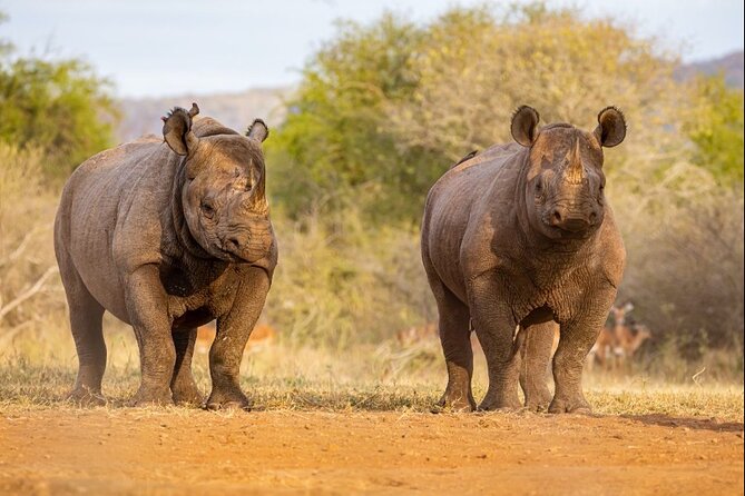 7 Days Rhino Ngorongoro Crater Safari Tour - Serengeti National Park: two full days for predators and classic herds