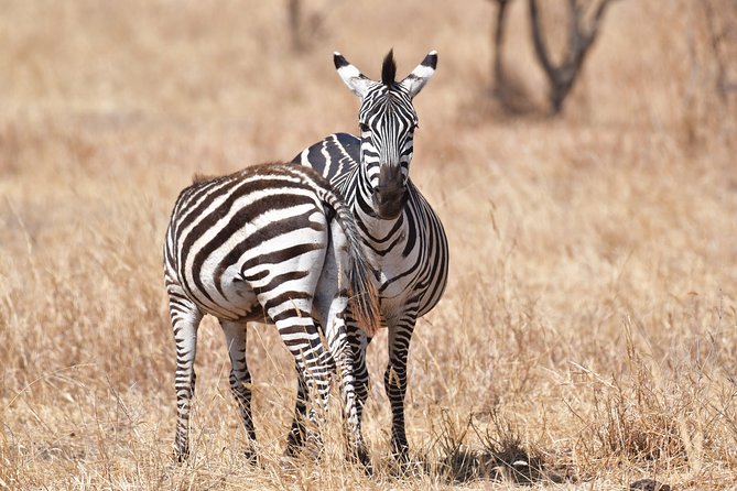 7 Days Rhino Ngorongoro Crater Safari Tour - Ngorongoro Crater descent: black rhinos, soda lake birds, and a jaw-drop view