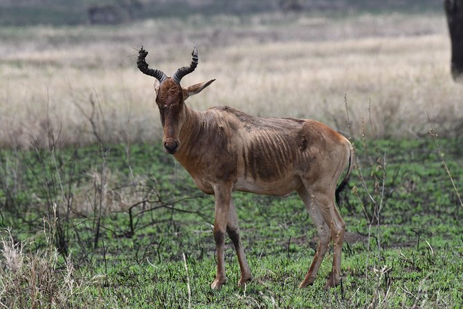 7 Days Rhino Ngorongoro Crater Safari Tour - Lake Manyara: rift valley escarpment vibes and tree-climbing lion odds