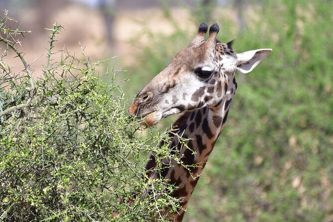7 Days Rhino Ngorongoro Crater Safari Tour - The pacing reality: long road time, 4x4 days, and how to keep energy up