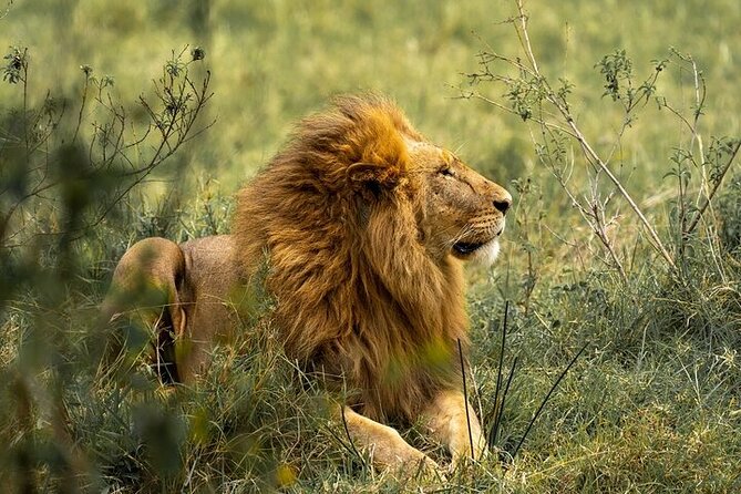 7 Days Rhino Ngorongoro Crater Safari Tour - Tarangire National Park: the river that keeps the animals coming