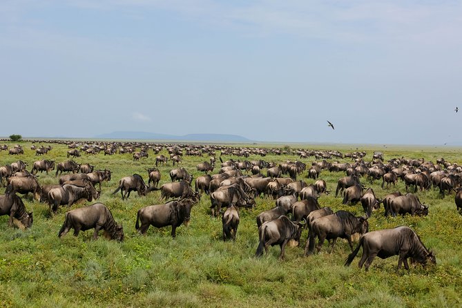 7 Days Safari. Serengeti, Tarangire, Lake Manyara & Ngorongoro Crater. - Day 4 Central Serengeti mornings, when predators are on the move