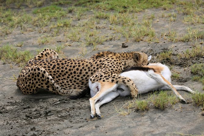 7 Days Safari. Serengeti, Tarangire, Lake Manyara & Ngorongoro Crater. - Day 5 Ngorongoro Conservation Area, setting up the crater without going in