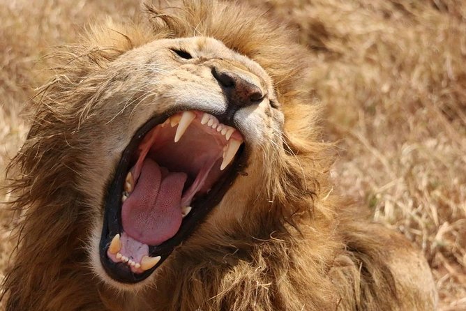 7 days safaris to see great migration - Key highlights worth planning around