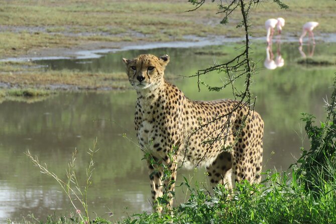 7 days safaris to see great migration - Day 1 in Tarangire: your first game drive from Arusha