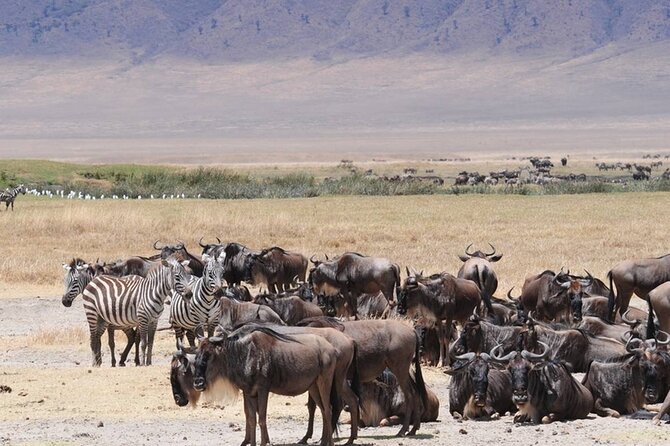 7 days safaris to see great migration - Where the $3,461.54 price fits: what you are paying for