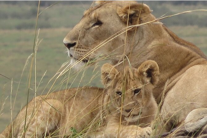 7 days safaris to see great migration - Practical logistics that make or break the trip