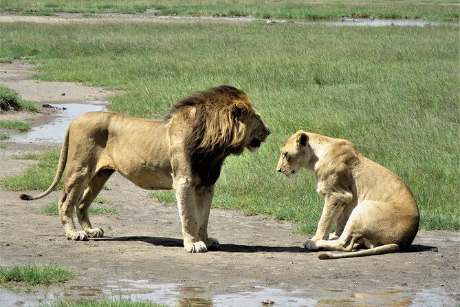 7 days safaris to see great migration - Serengeti days: long drives, expert guidance, and the comfort of repeat time