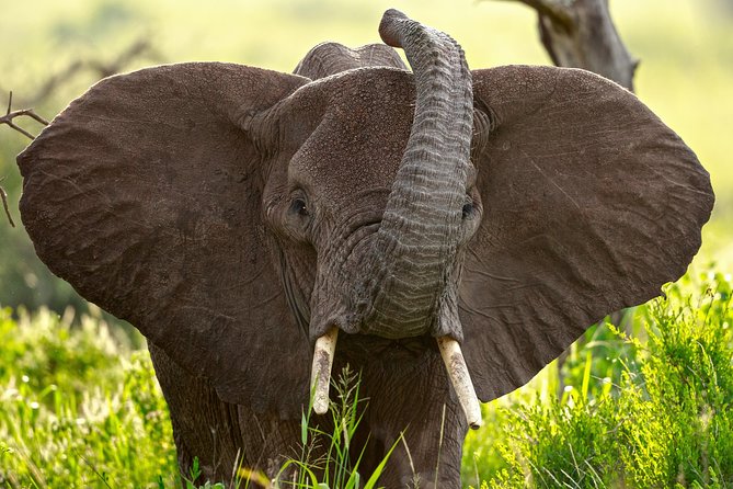 7 Days Tanzania Luxury Safari Experience & Coffee Walking Tour - Key highlights at a glance