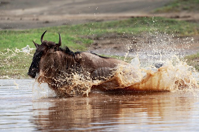 7 Days Tanzania Luxury Safari Experience & Coffee Walking Tour - Tanzania luxury safari with coffee in Karatu: the big-picture feel