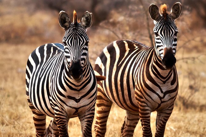 7 Days Tanzania Luxury Safari Experience & Coffee Walking Tour - Day 2: Lake Manyara birds, primates, and the flame-colored payoff
