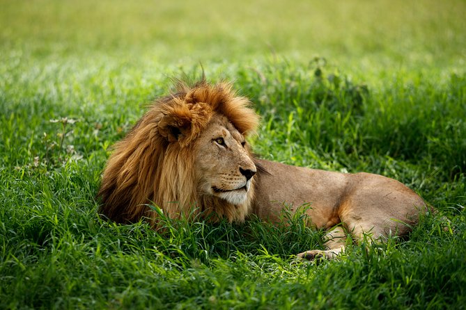 7 Days Tanzania Luxury Safari Experience & Coffee Walking Tour - Day 3: Serengeti first entry and the feeling of scale