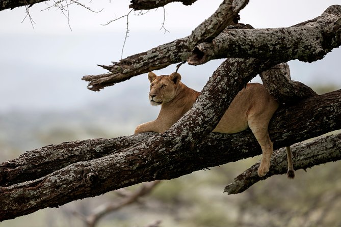 7 Days Tanzania Luxury Safari Experience & Coffee Walking Tour - Luxury stays in the right locations, not just fancy beds