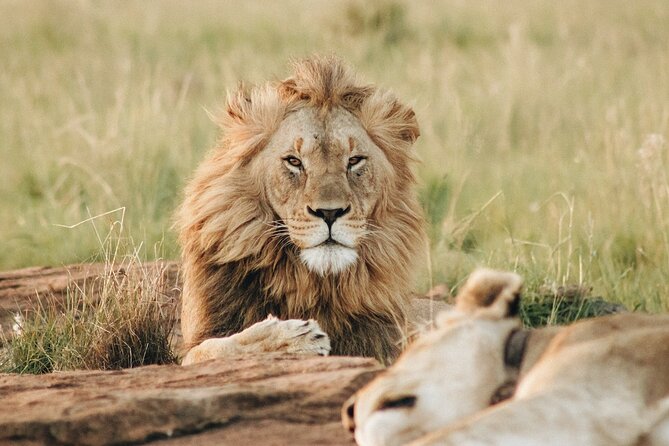 7 Days Tanzania Luxury Safaris - Ngorongoro Highlands to the Crater Floor: Day 5 to Day 6’s Animal Concentration